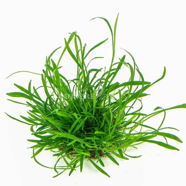 Dennerle Plants Aquariumpflanzen 4er Mix Vordergrund 3 Dennerle Plants Aquariumpflanzen 4er Mix Vordergrund – Bild 3