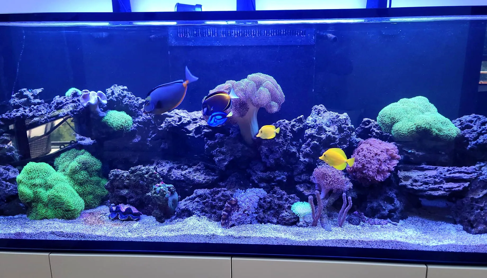 Fischfutter Verkaufs-Shop -Fischfutter Verkaufs-Shop fish freaks home hero 1920w